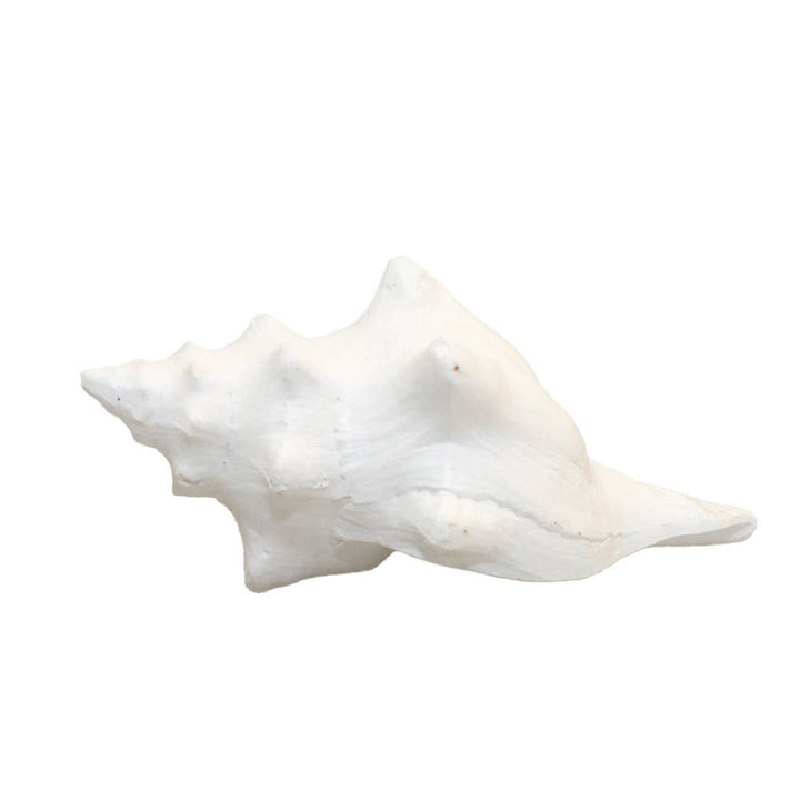 Concha decorativa blanca de poliresina 12,5x7x5 cm